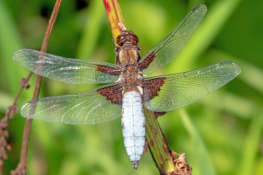 Se ogs de andre foto's i 'Insekter'