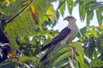 Lys Caracara.