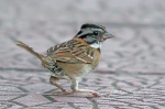 Rufous-collered Sparrow.