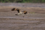 Lys Caracara.