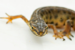 Lille vandsalamander