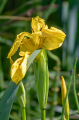 Gul iris