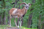 Muflon
