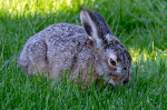 Harekilling