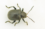 Gederamsbille