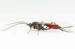 Cryptus armator