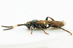 Cratichneumon luteiventris
