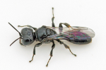 Pemphredon sp.