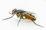 Mintho rufiventris