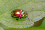 Tvetandbladbille