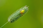 Agurkeedderkop sp.