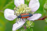 Sortsmmet blomsterbuk