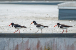 "Strandskadebanden"