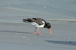 Strandskade