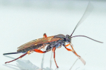Pimpla turionellae